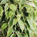 Ficus d’intérieur les espèces et variétés les plus populaires et leur entretien Closeup of Ficus Kinki with lush variegated leaves. Ideal for houseplant enthusiasts.