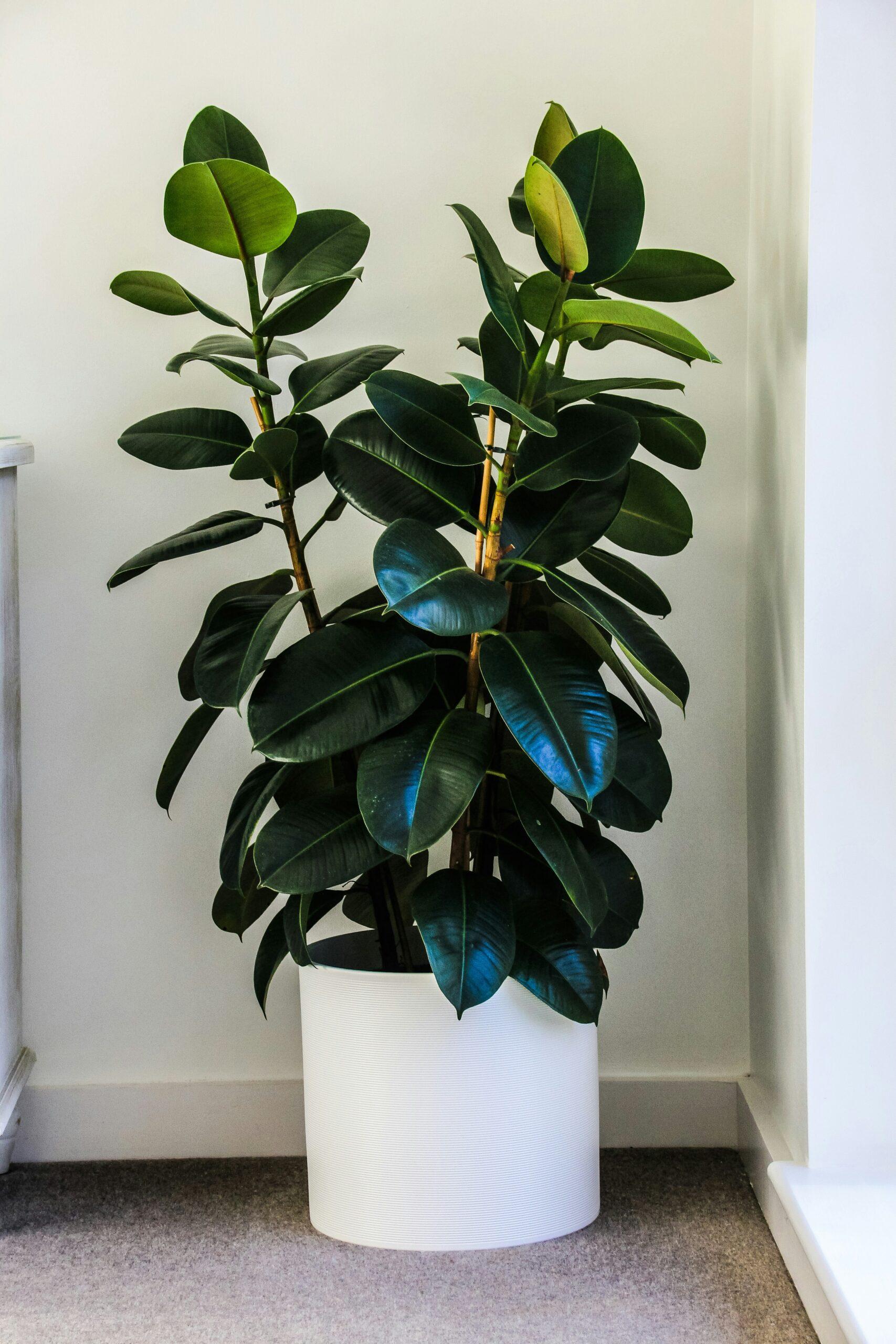 Ficus en pot : le grand retour des plantes qui ont du coffre