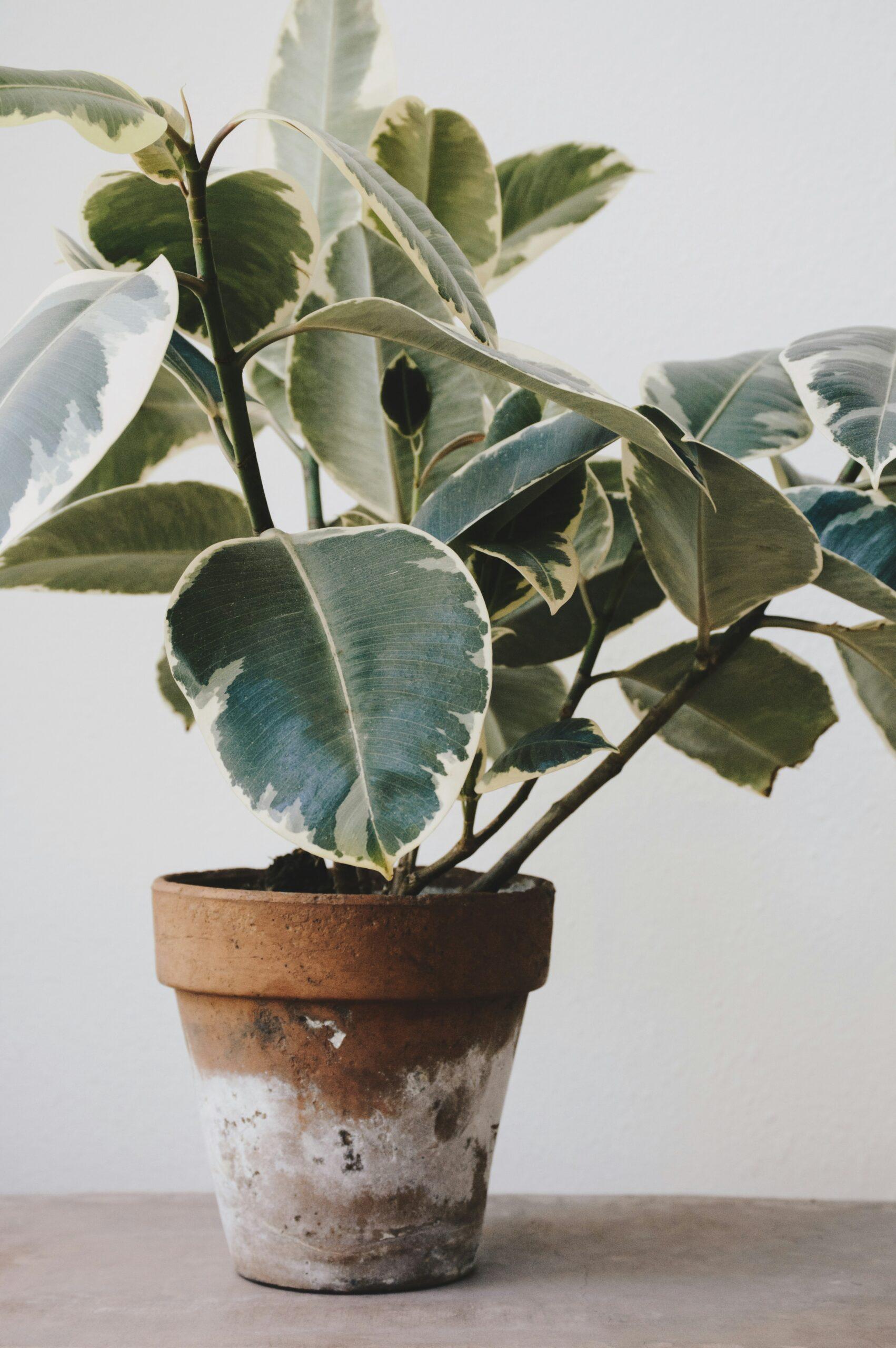 ficus lyrata : la feuille-lyre qui prend ses aises