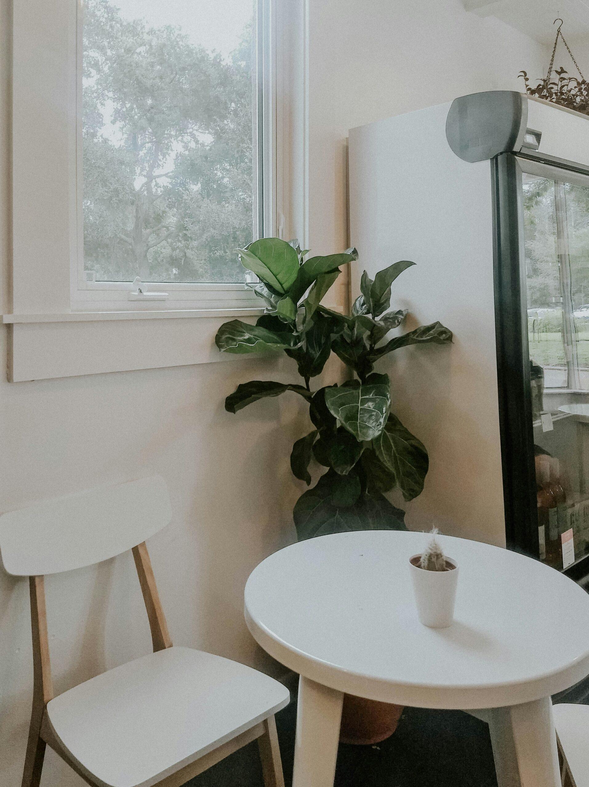 Ficus benjamina : le roi des feuillages qui bougent