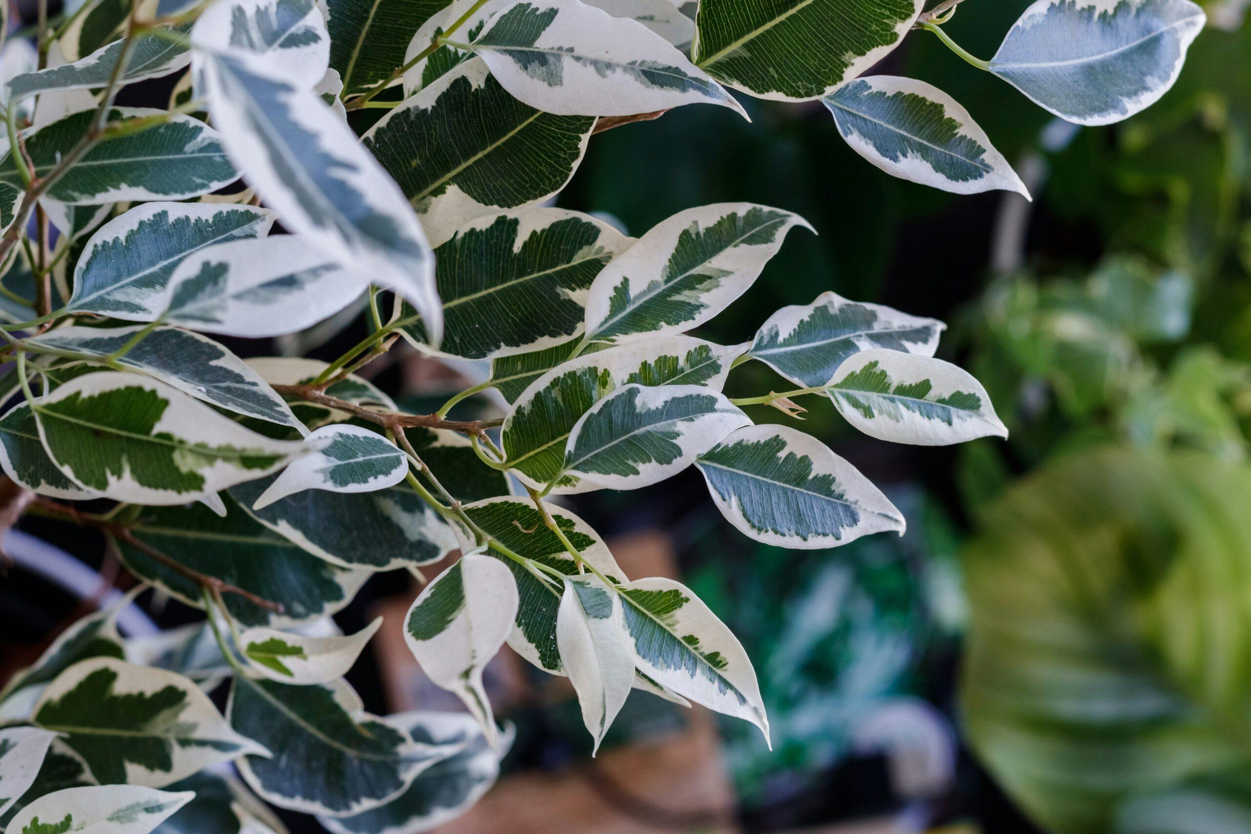 Ficus élastique : la feuille en latex qui tient la route