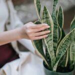 Ficus Benjamin plante interieur entretien arrosage conseils et variates A person gently touches a snake plant indoors, showcasing its vibrant green leaves.