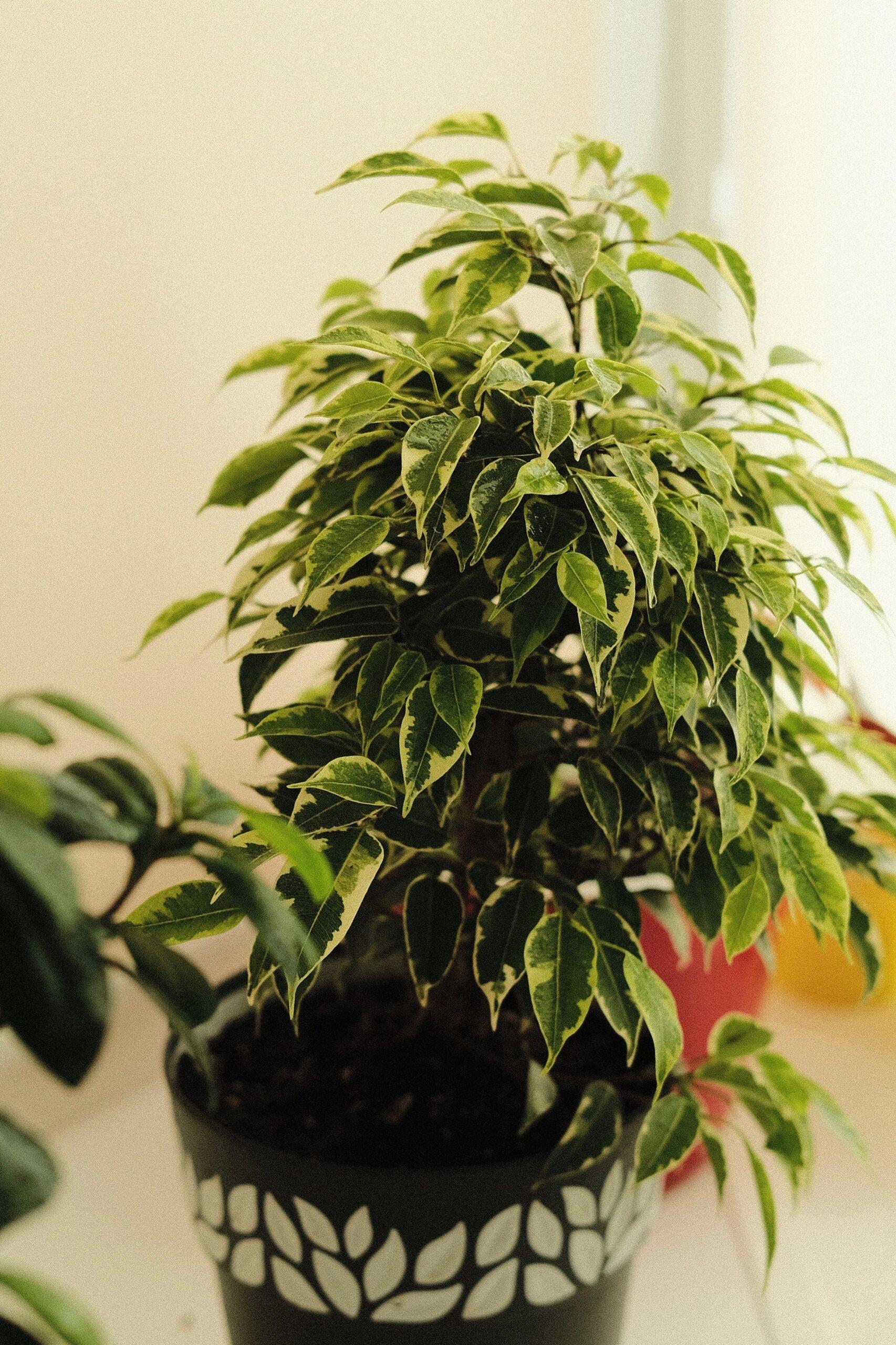 Ficus Benjamin : un coin de verdure qui en jette, sans trop en faire