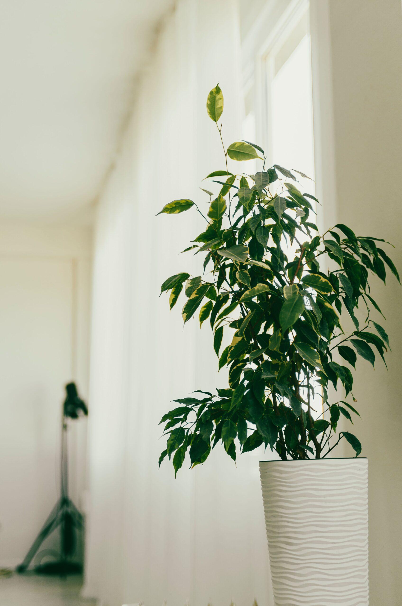 Un arbre tropical en costume d’appartement