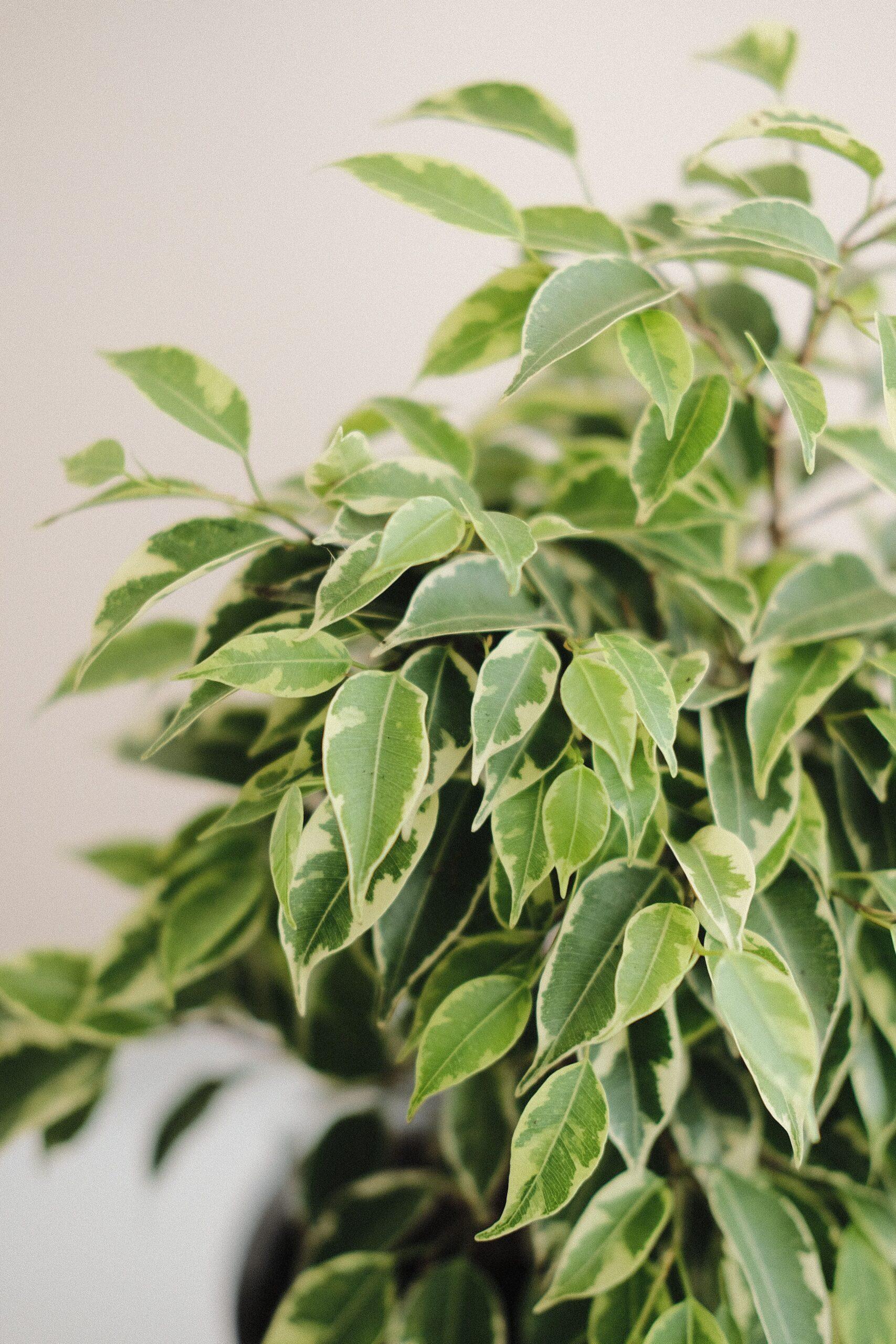 Arroser juste, pas trop : le ficus n’est pas un poisson