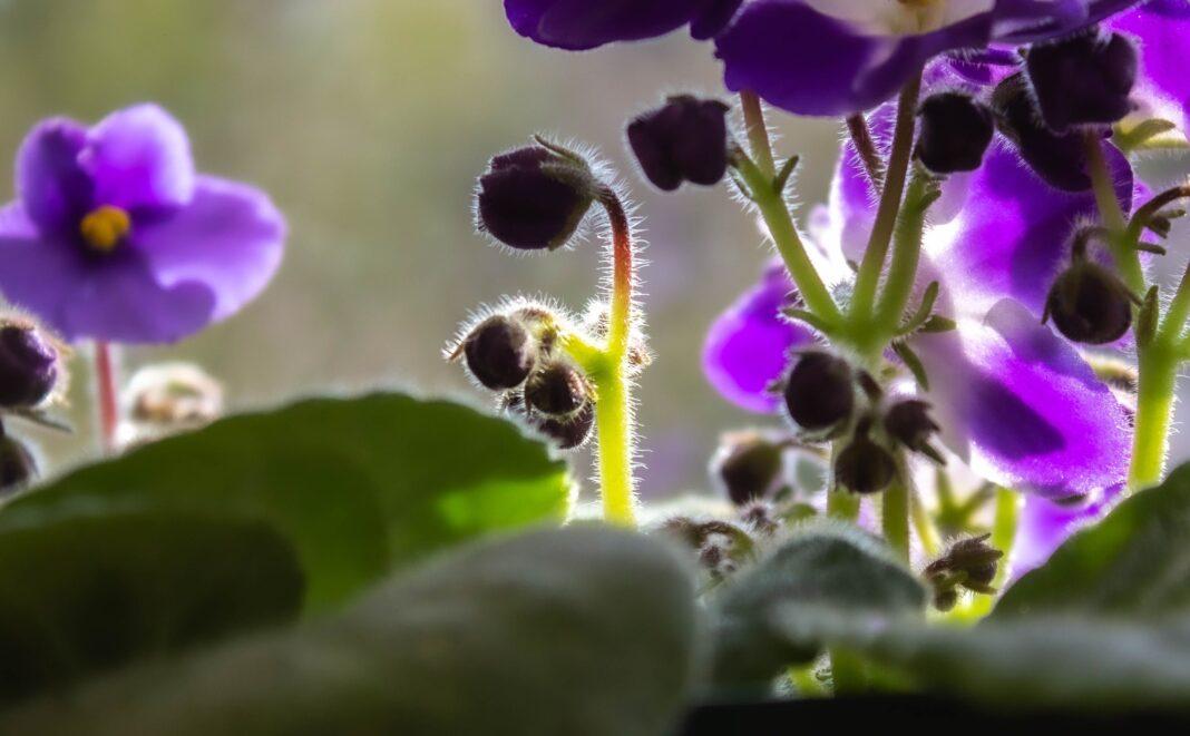 Close-up of blooming African violets with delicate purple petals and lush green leaves.