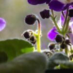 Violettes d interieur entretien plantation floraison conseils 122 Close-up of blooming African violets with delicate purple petals and lush green leaves.