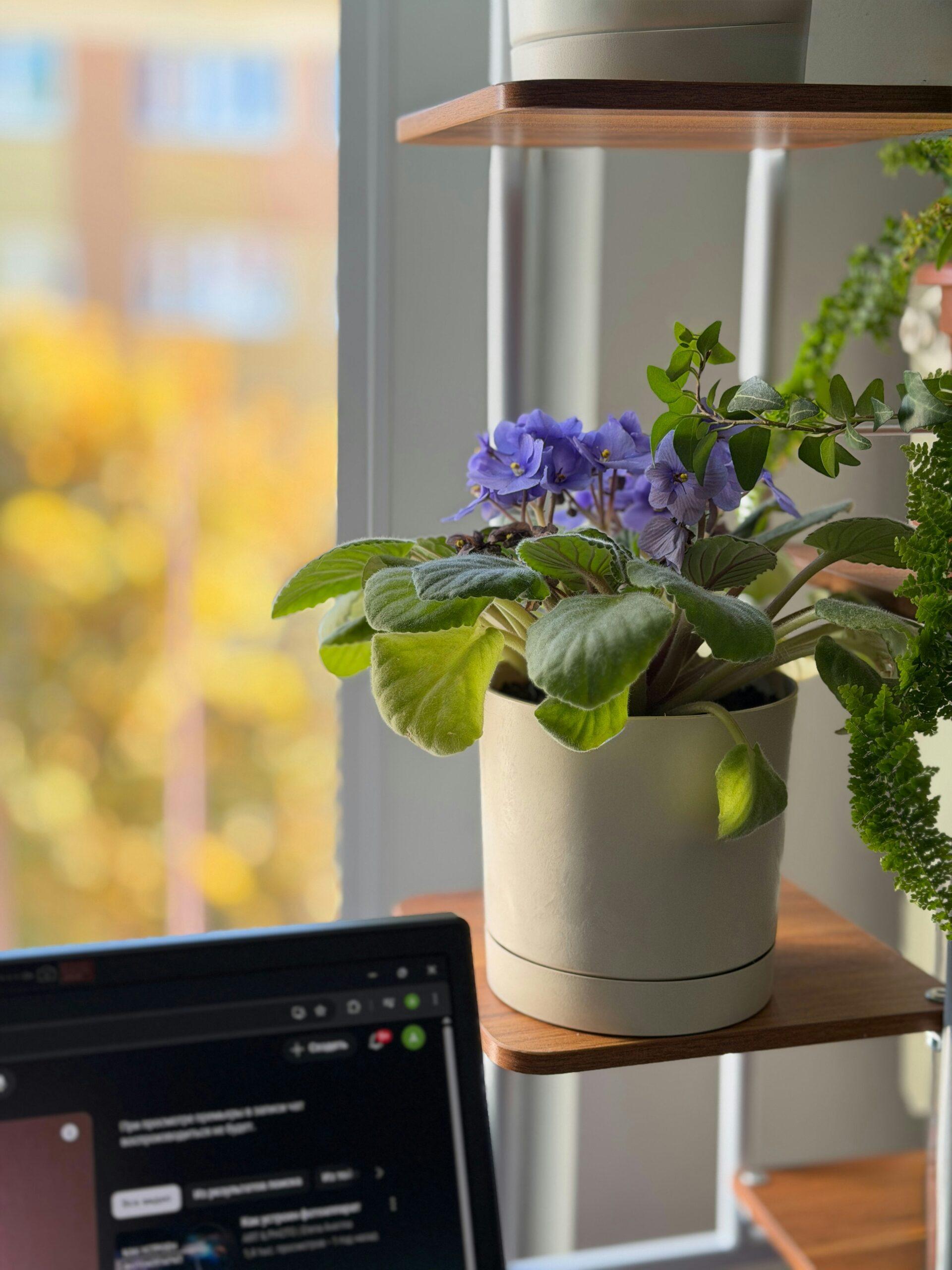 Violettes d’intérieur : petites fleurs, grande patience, et un rebord de fenêtre bien occupé