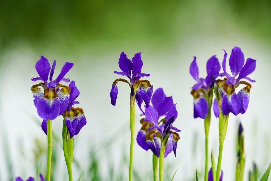 Purple Siberian Iris flowers blooming beautifully with a blurred green background.