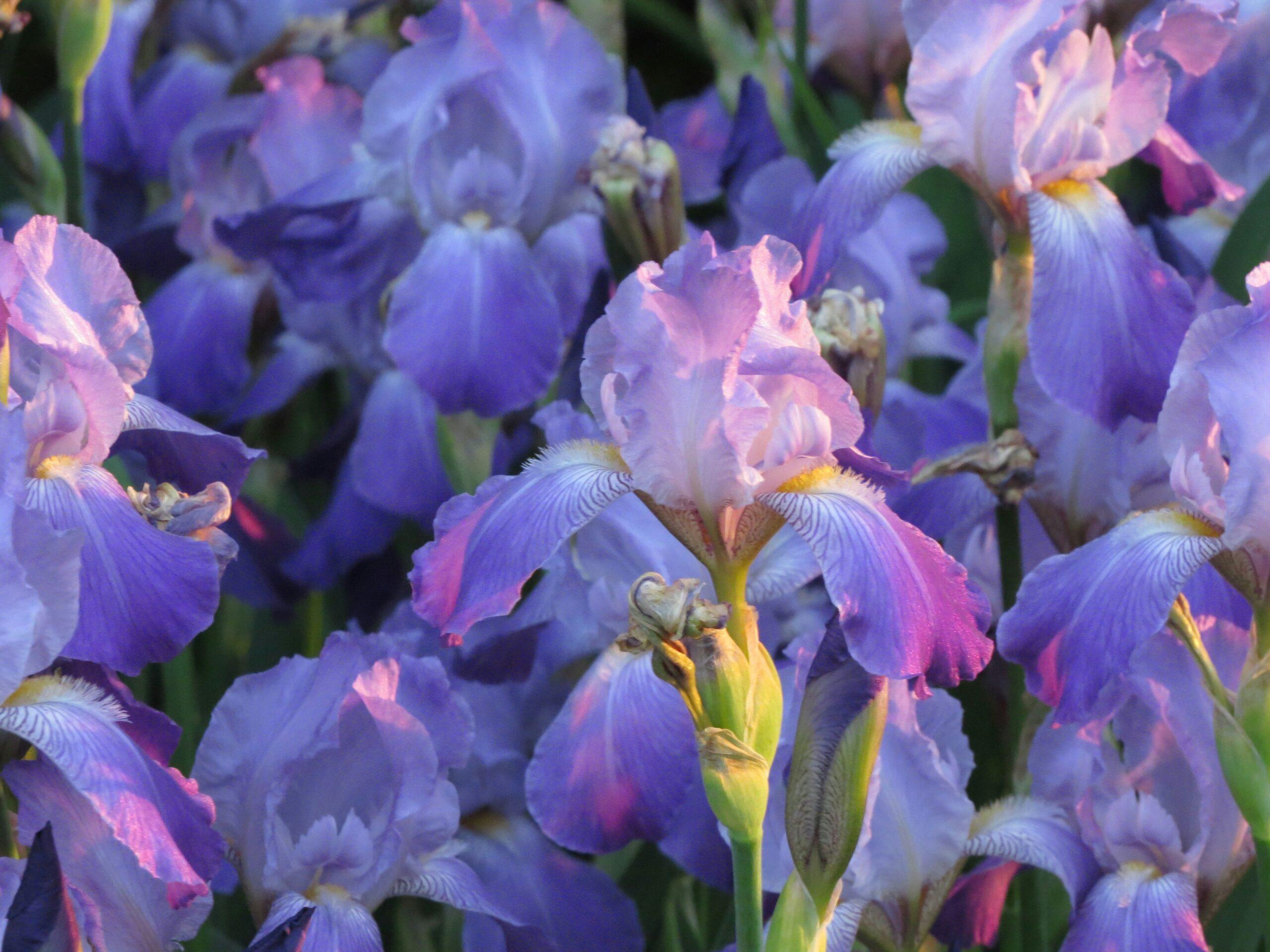 Iris au jardin : des fleurs en étoile, mais sans les tics du greenwashing