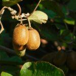 Actinidia et kiwi du jardin plante ornementale autofertile fruits comestibles Close-up of fuzzy kiwi fruits ripening on vine with green leaves in natural outdoor setting.