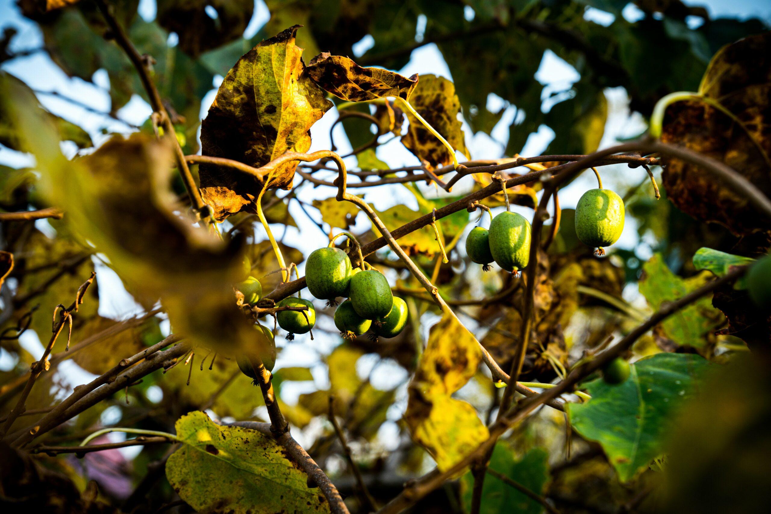 le bon plant, sinon rien