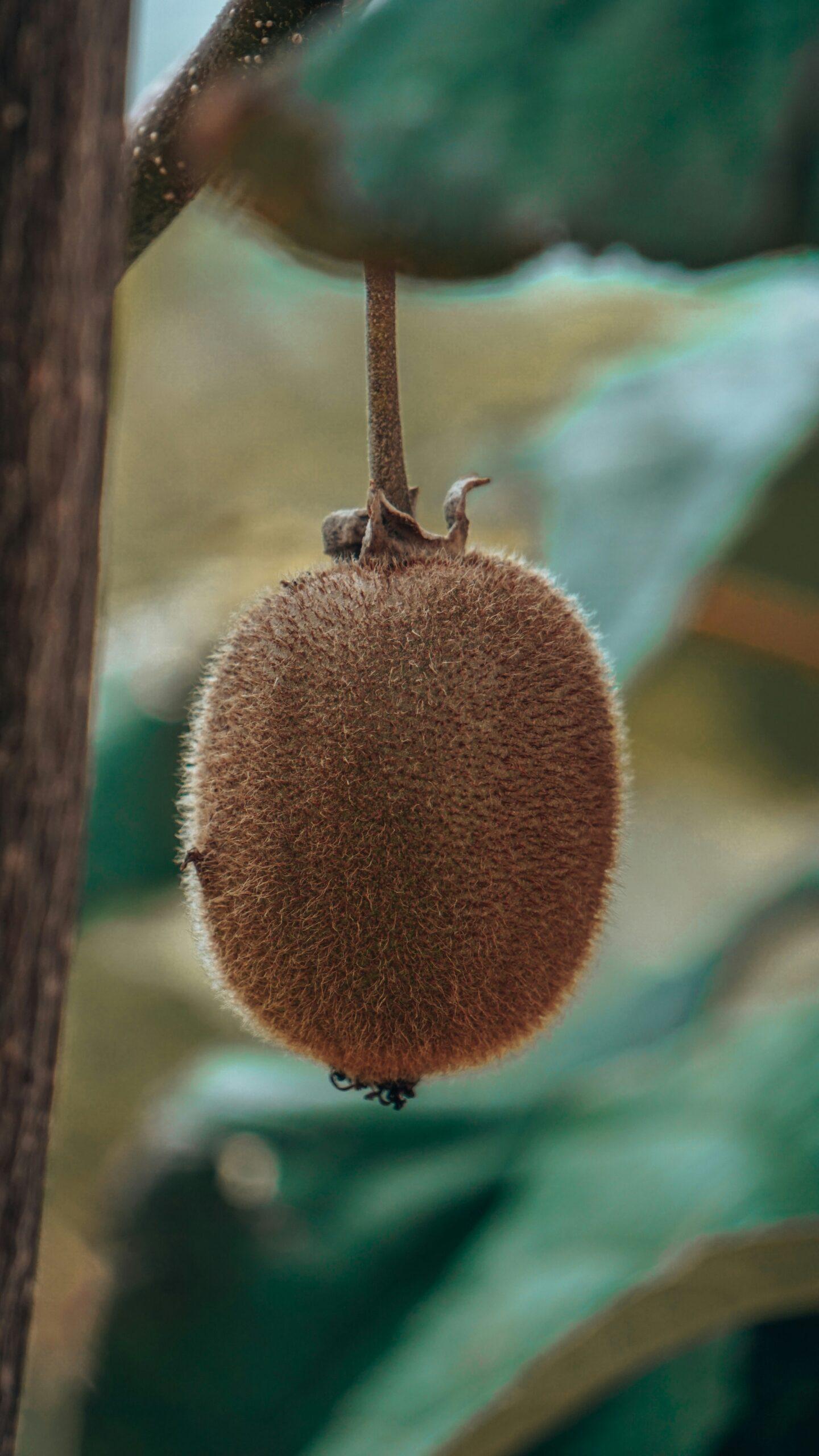 Au jardin,il y a plusieurs actinidias dans le panier