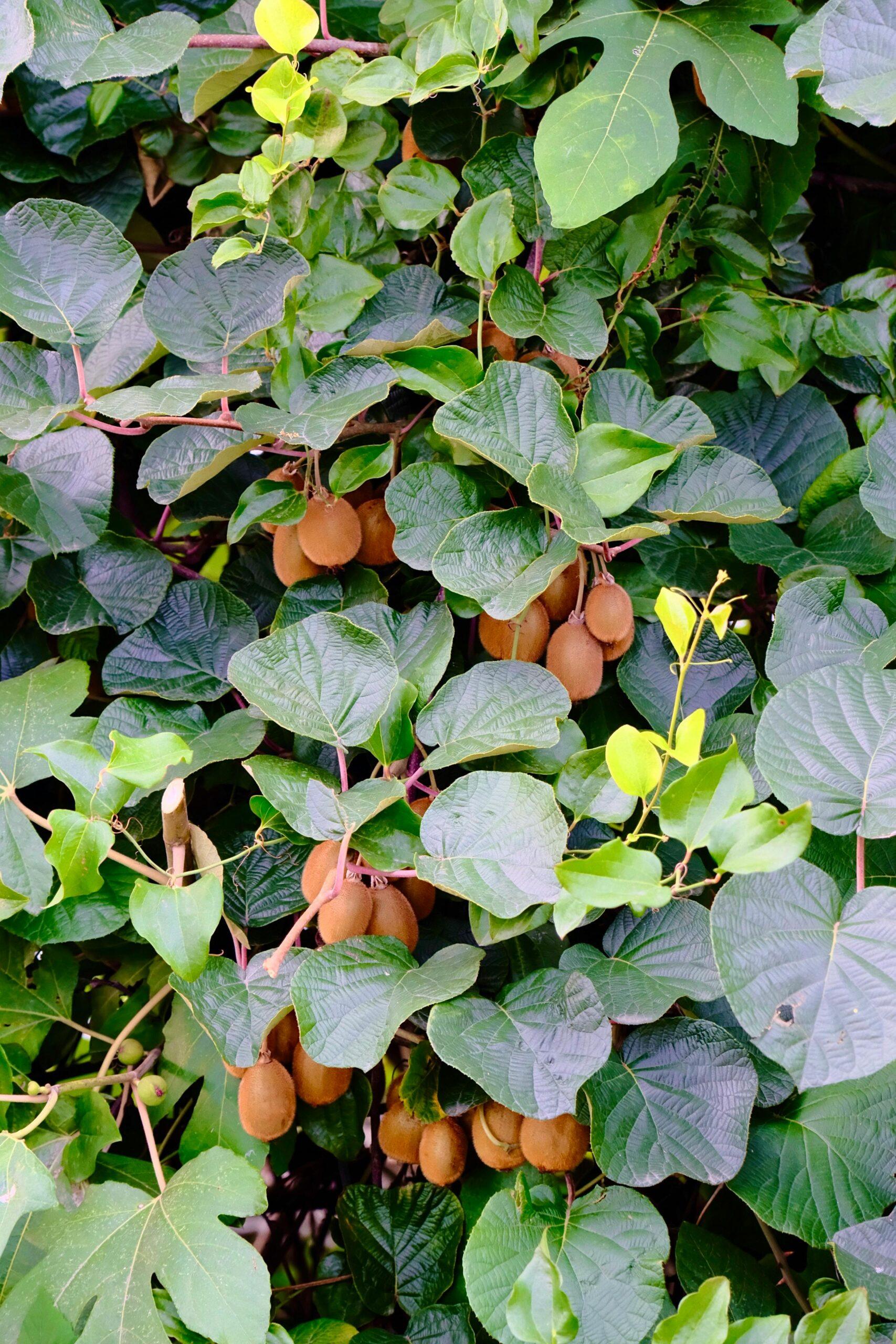 Actinidia : la liane qui fait le grand écart entre déco et récolte