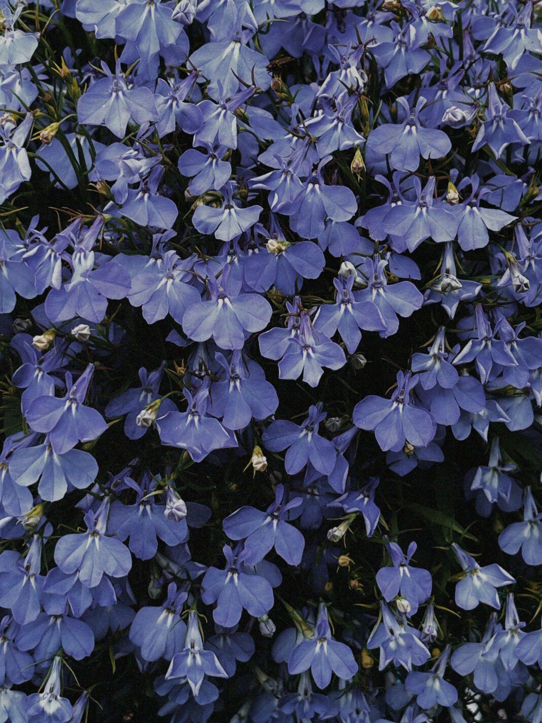 A vibrant display of purple Lobelia flowers in full bloom during spring, showcasing nature's beauty.