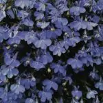 A vibrant display of purple Lobelia flowers in full bloom during spring, showcasing nature's beauty.