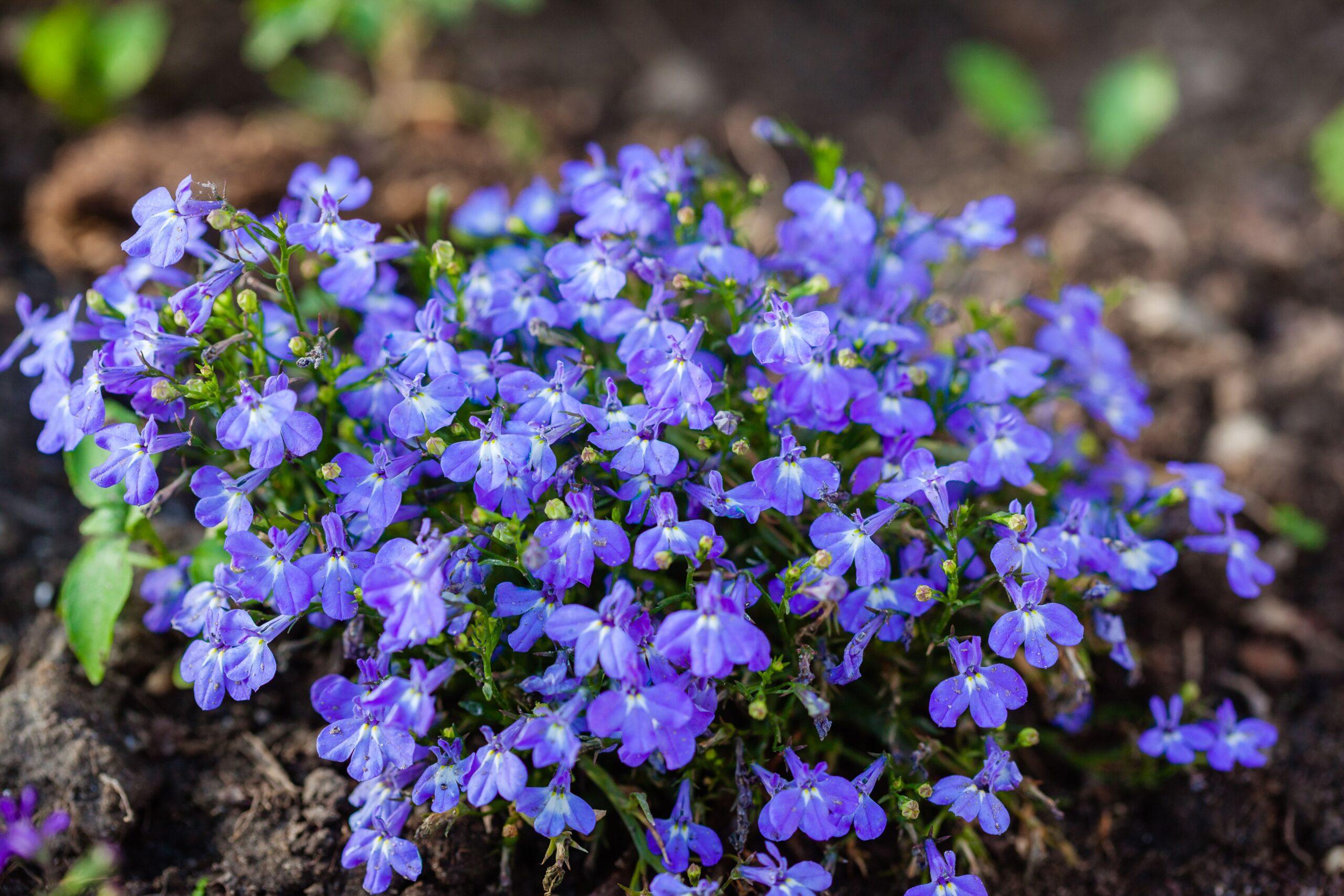 La lobélie,une pluie de fleurs à semer finement