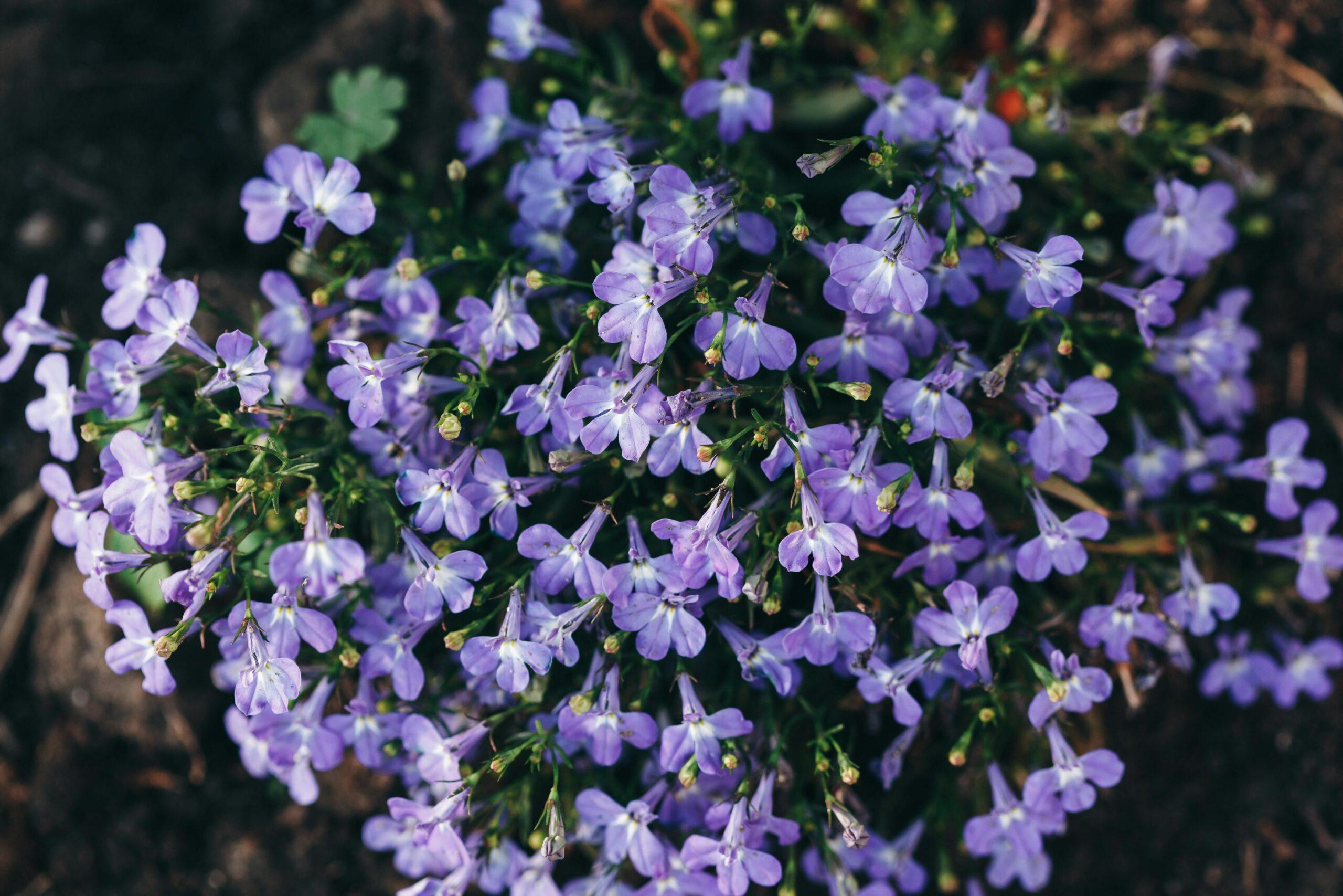 Variétés en cascade ou en touffe : à chaque jardin sa lobélie