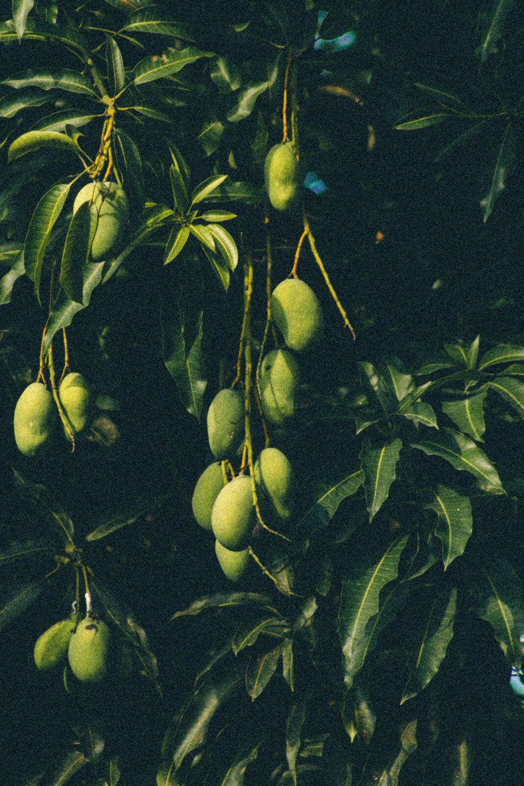 Close-up view of ripe green mangoes on tree branches with lush leaves in a tropical garden setting.