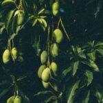 Faire pousser une mangue de la graine a la maison guide complet 2024 Close-up view of ripe green mangoes on tree branches with lush leaves in a tropical garden setting.