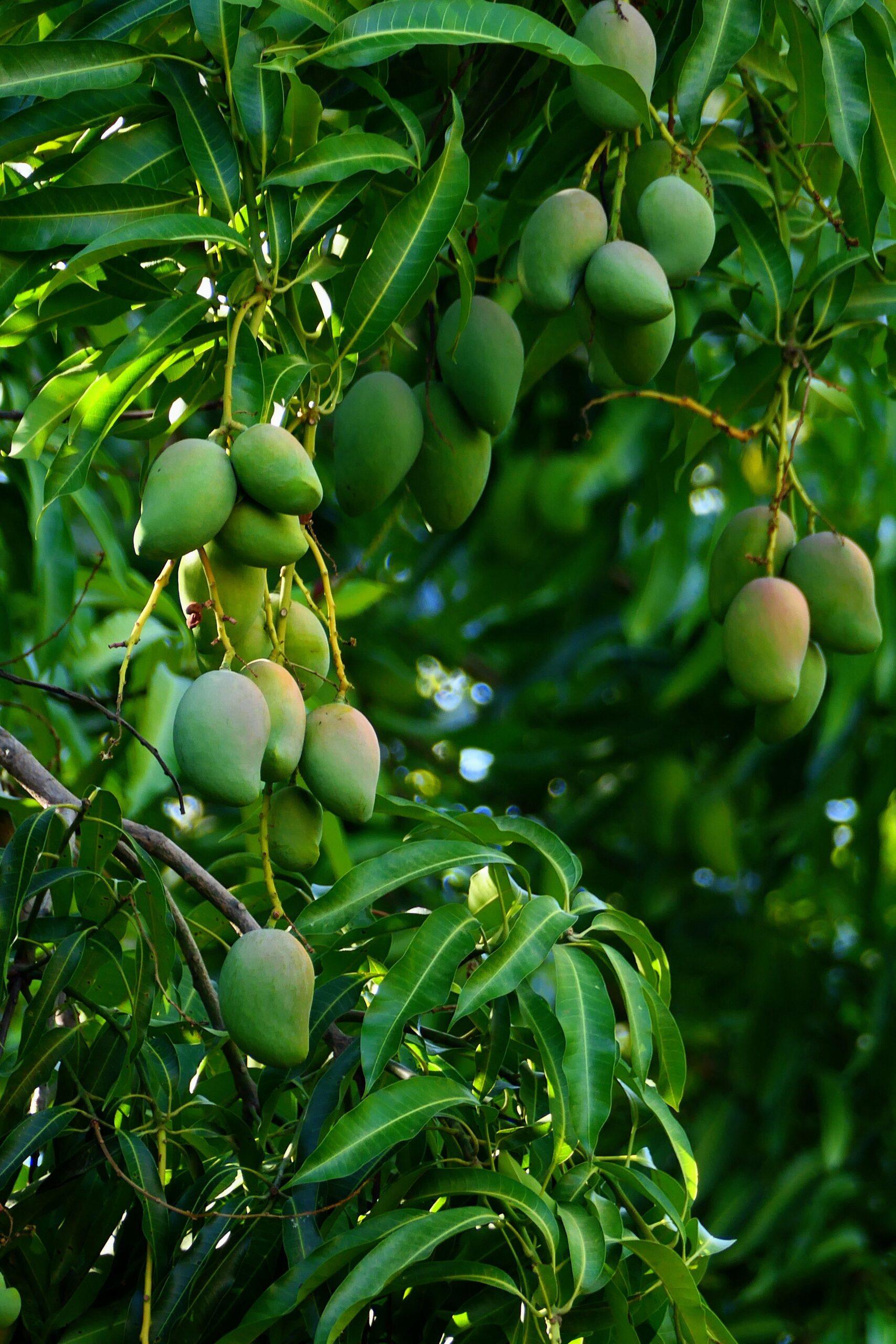 Planter la mangue sans l’étouffer dans son pot