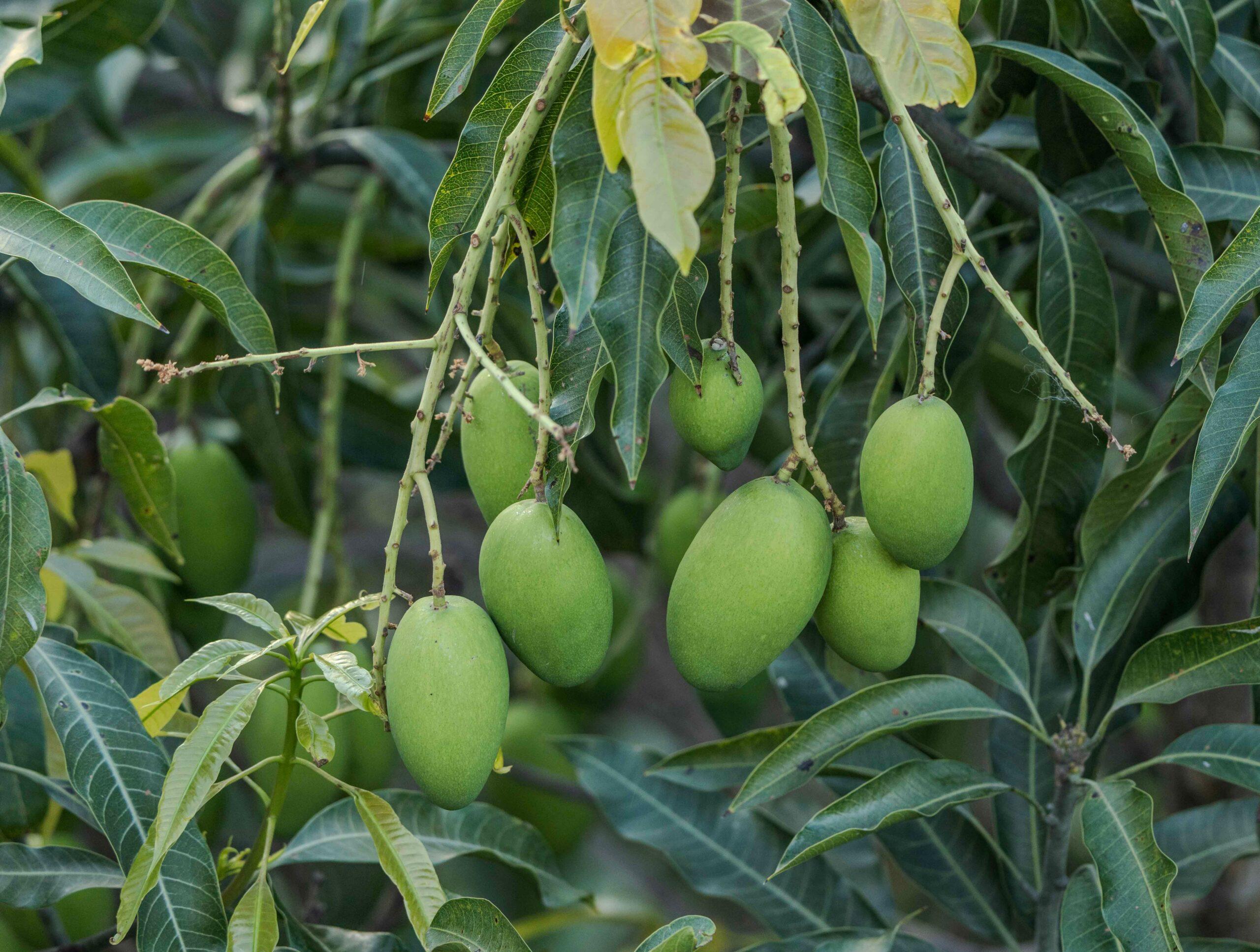 Mangue à la maison : faire germer le noyau, sans se prendre les tropiques de plein fouet