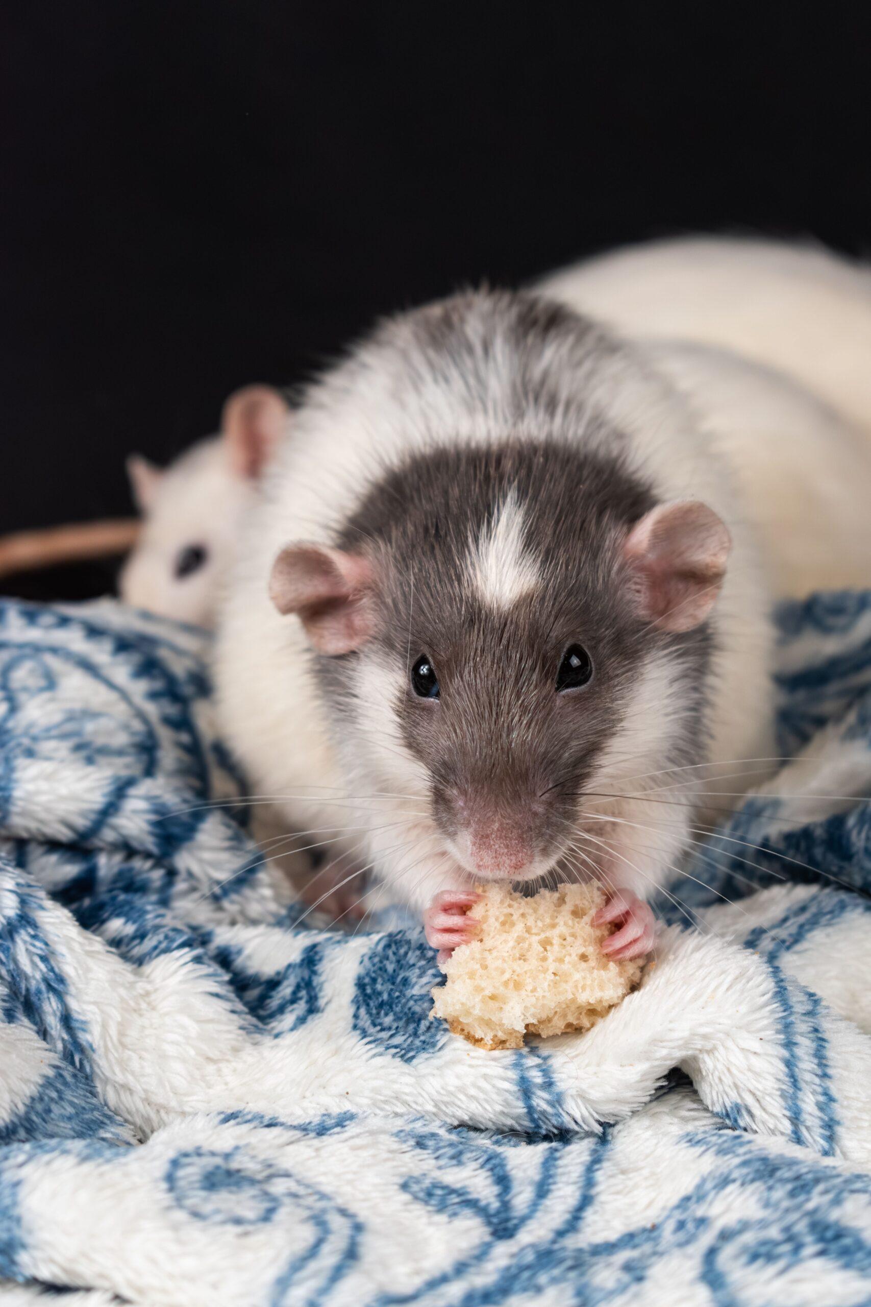 Dans la roue du festin : ce que le Rat aime vraiment