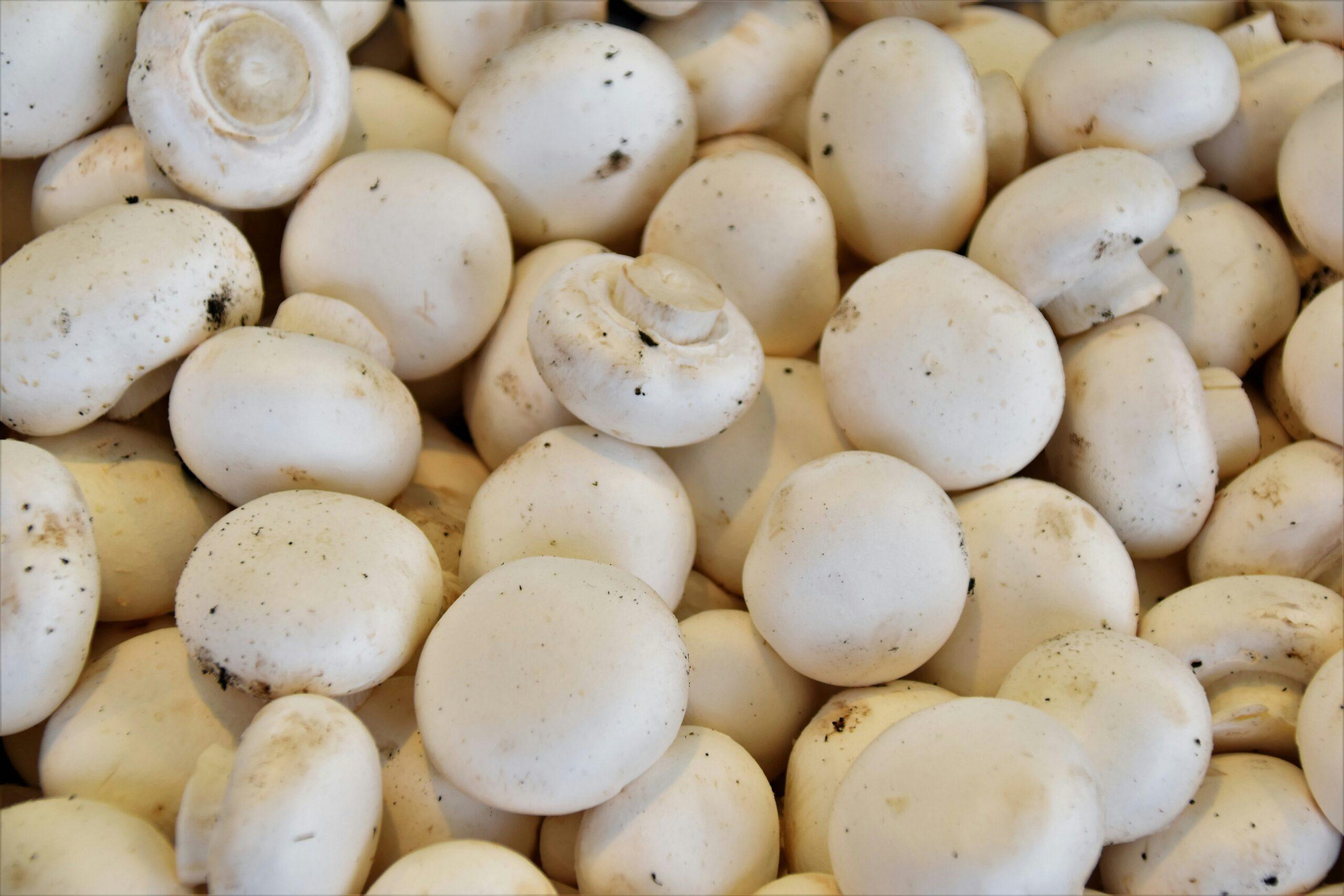 Tomates et champignons, le duo qui ne fait pas semblant