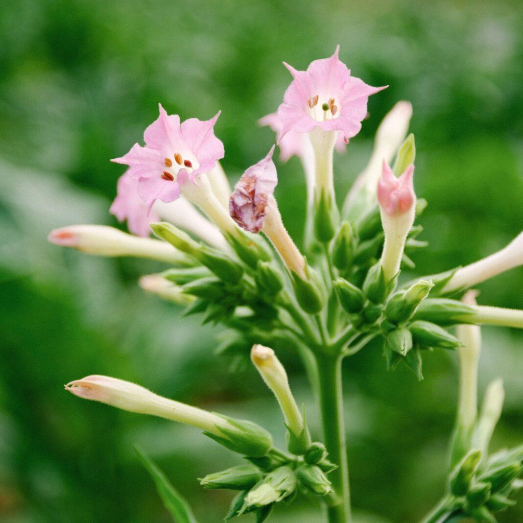 Delicate pink Nicotiana tabacum blossoms captured outdoors, showcasing their beauty.