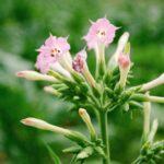 Cultiver le tabac aromatique Nicotiana Une fleur qui souvre au soir et embaume le jardin Delicate pink Nicotiana tabacum blossoms captured outdoors, showcasing their beauty.