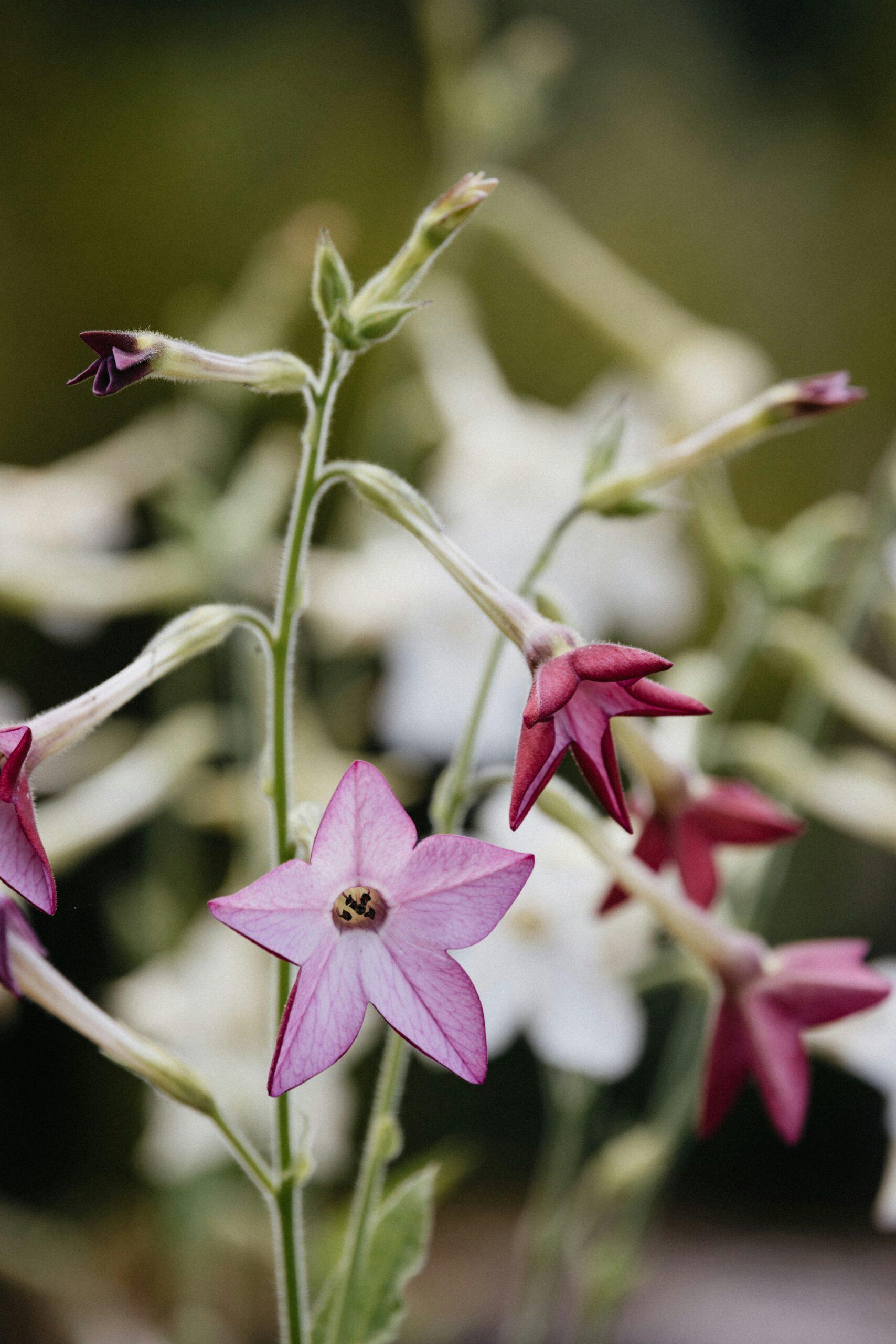 Des étoiles au jardin, mais uniquement quand le jour baisse