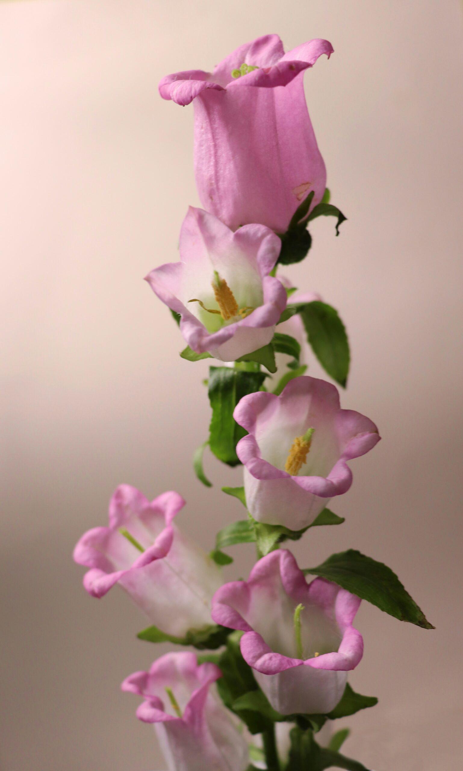 Une fleur de nuit, pas vraiment innocente