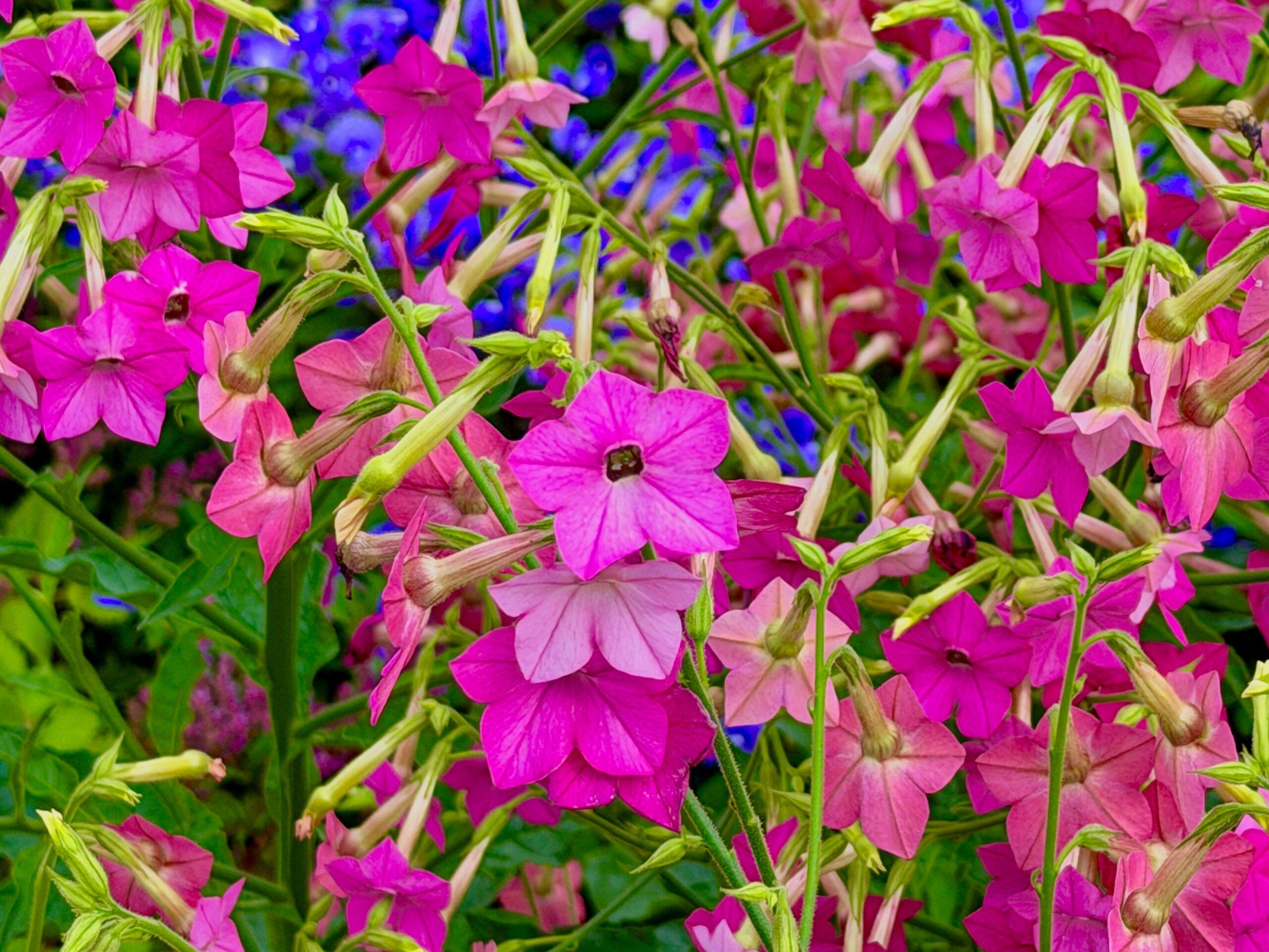 Variétés qui sentent bon le soir