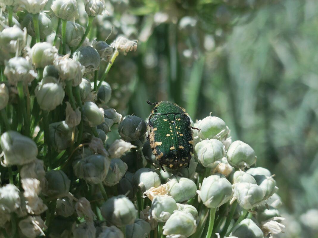 Detailed photo of a beetle perched on white onion flowers.
