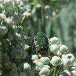 Detailed photo of a beetle perched on white onion flowers.