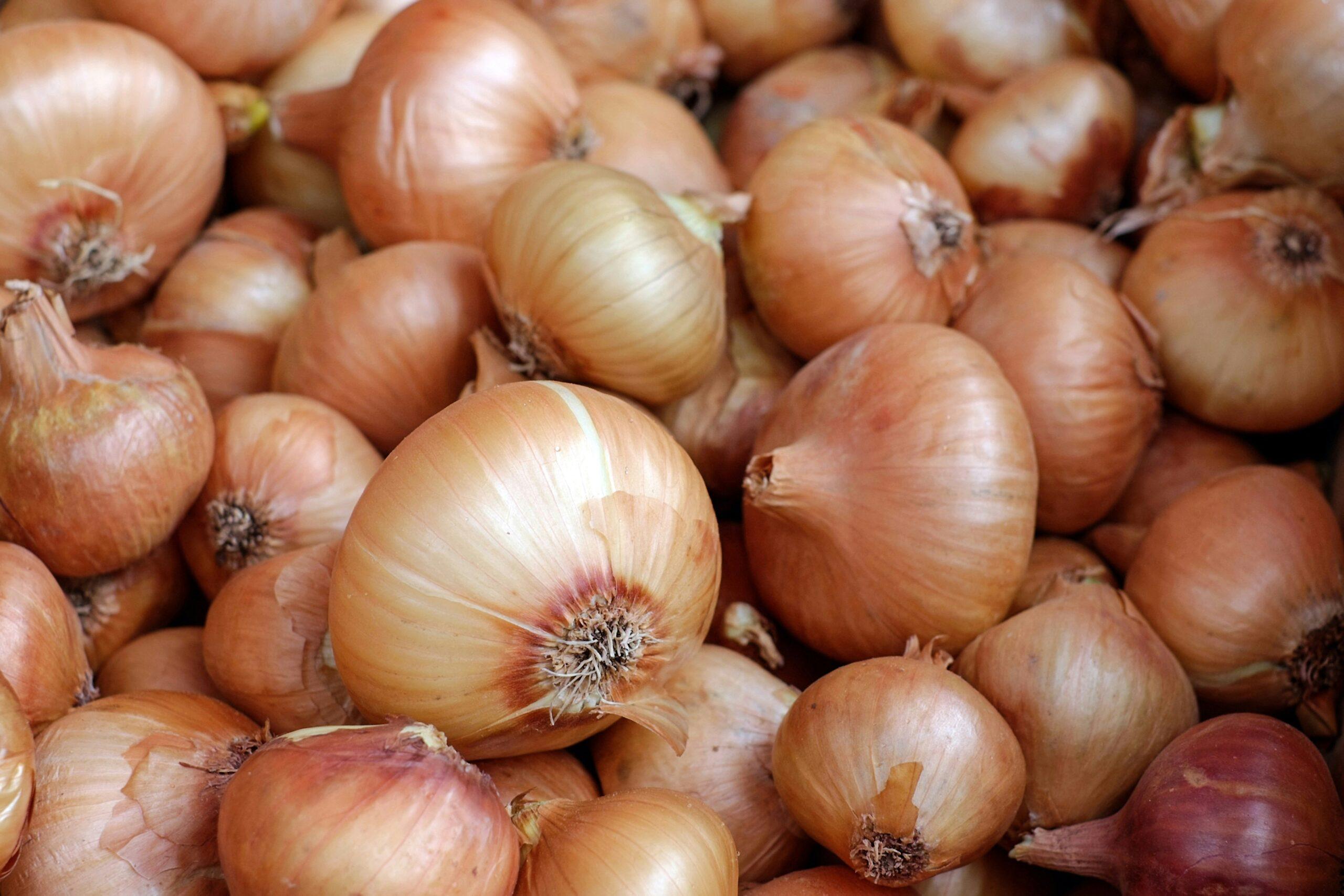 Oignon au jardin : la rotation qui fait lever le voile