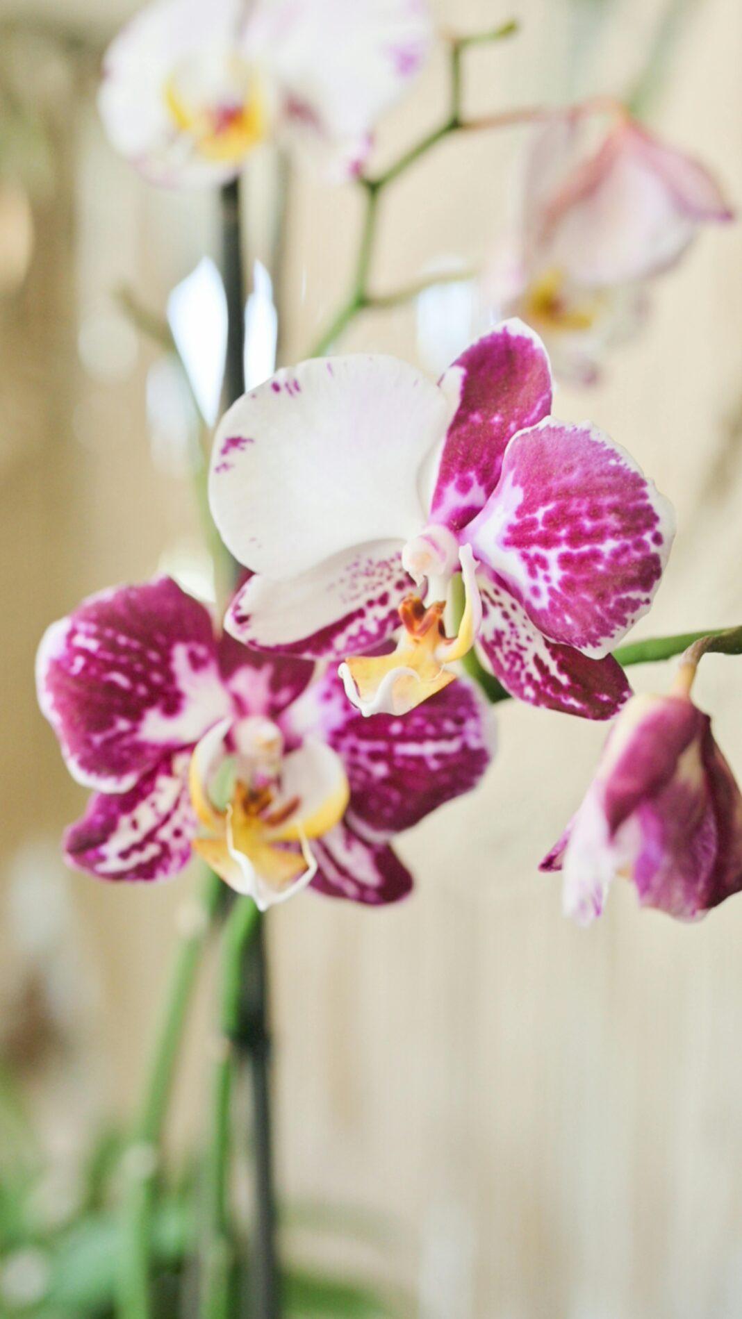Beautiful close-up shot of a purple and white orchid blossom indoors, showcasing its vibrant colors in natural light.