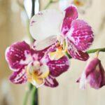 Quand et comment rempoter une orchidée pour quelle dure plus longtemps Beautiful close-up shot of a purple and white orchid blossom indoors, showcasing its vibrant colors in natural light.
