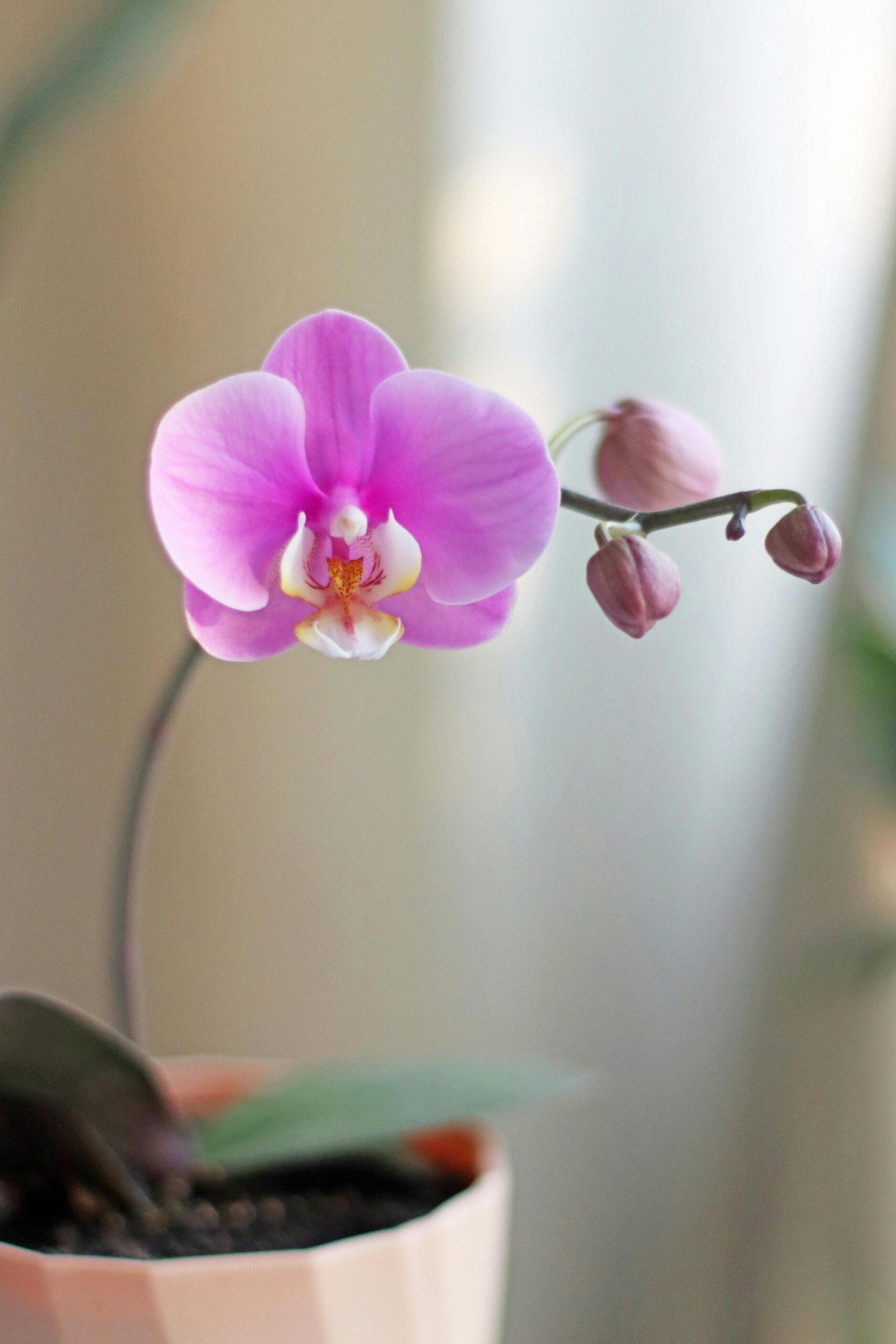 Orchidées à l’abri du pot : rempoter sans casser la magie
