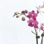 Beautiful pink orchids with detailed petals on a minimalistic white background.