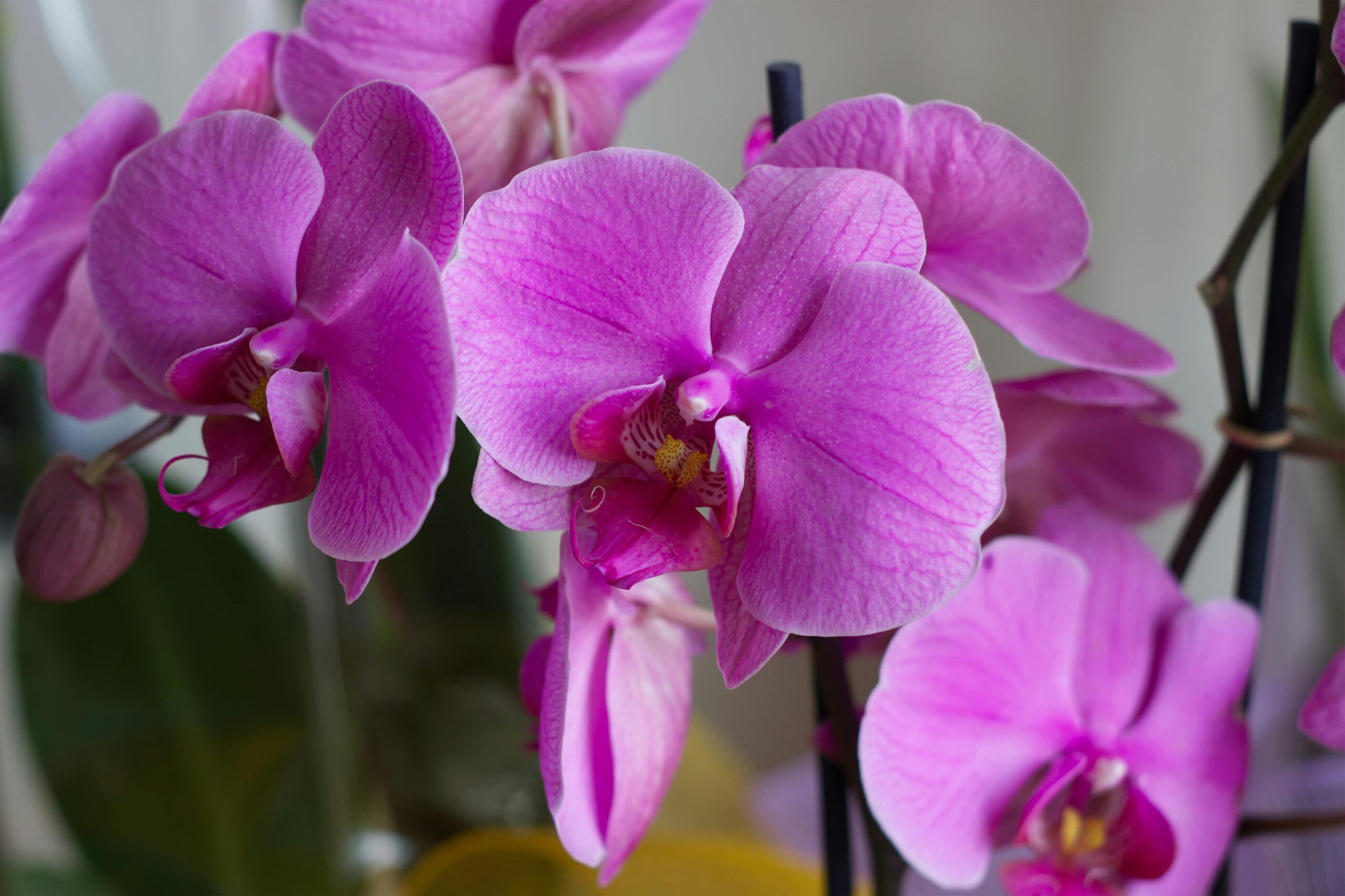 Orchidées : le bon engrais pour faire durer la floraison, sans faire n’importe quoi