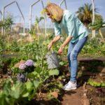 Jardin-Bio : magazine & boutique sur le jardinage A senior woman tends to her vegetable garden with a watering can under the bright day sky.