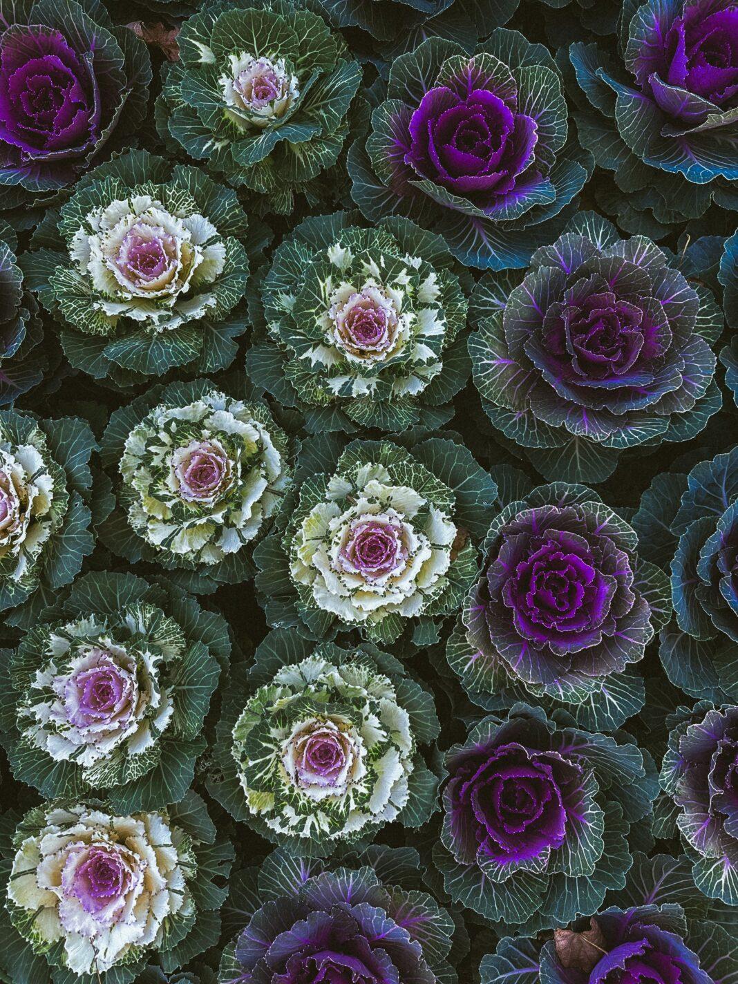 Colorful ornamental cabbages arranged in a decorative garden pattern viewed from above.