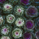 Chou dOrnement Facile a Cultiver Idees et Meilleures Varietes Colorful ornamental cabbages arranged in a decorative garden pattern viewed from above.