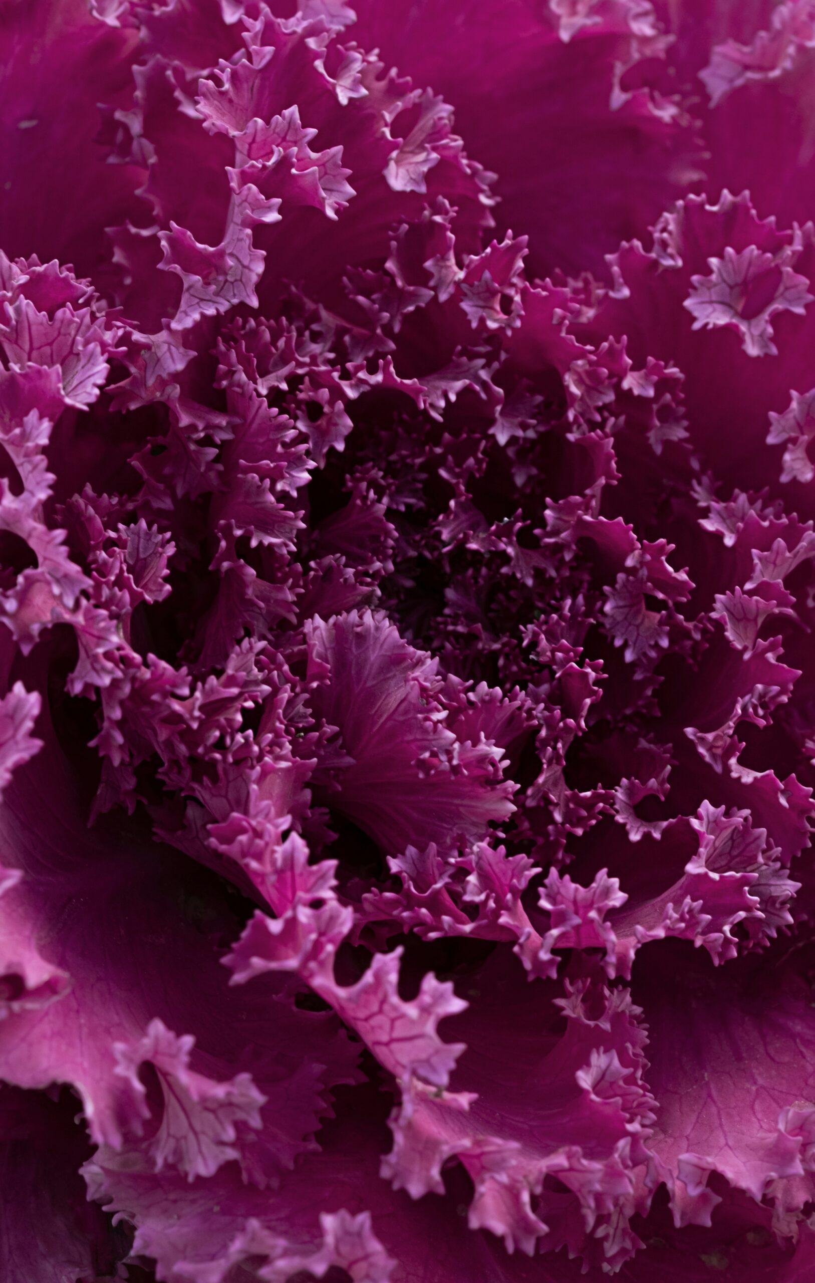Le chou d’ornement : des feuilles qui font le show, même quand le jardin roupille