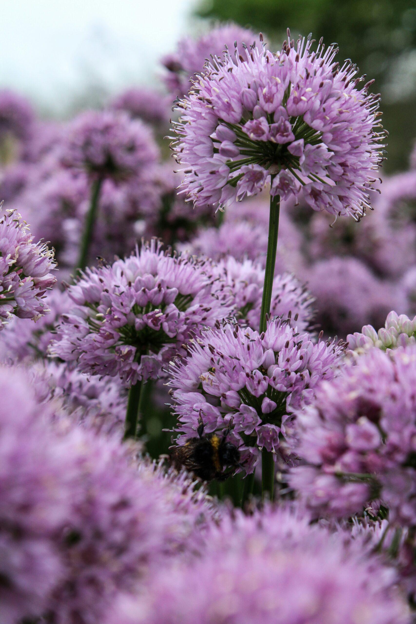 Des boules de feuillage et de fleurs au potager