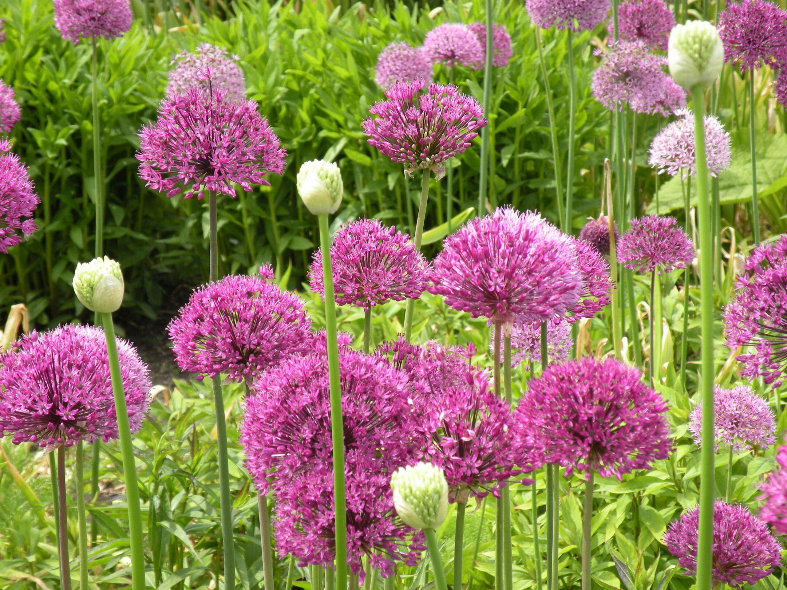 Échalotes ornementales : des alliums qui mettent le jardin en orbite