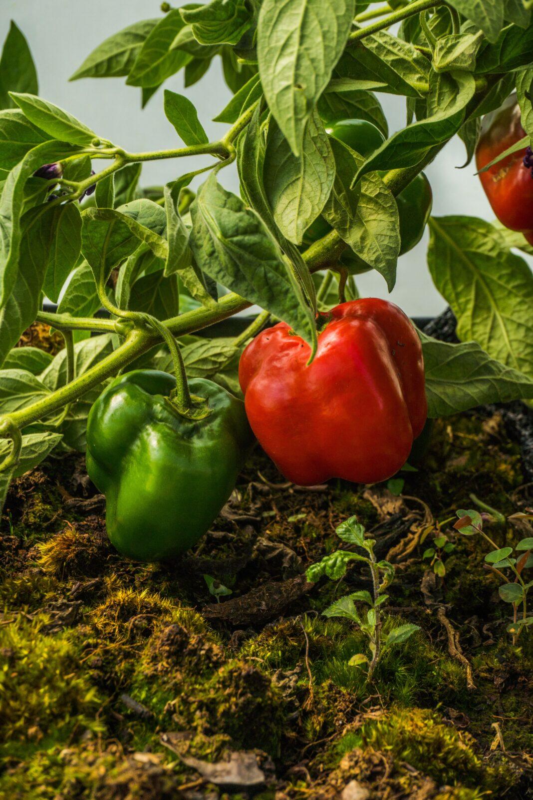 Close-up of red and green peppers growing organically in Guasca, Colombia.