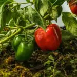 Close-up of red and green peppers growing organically in Guasca, Colombia.