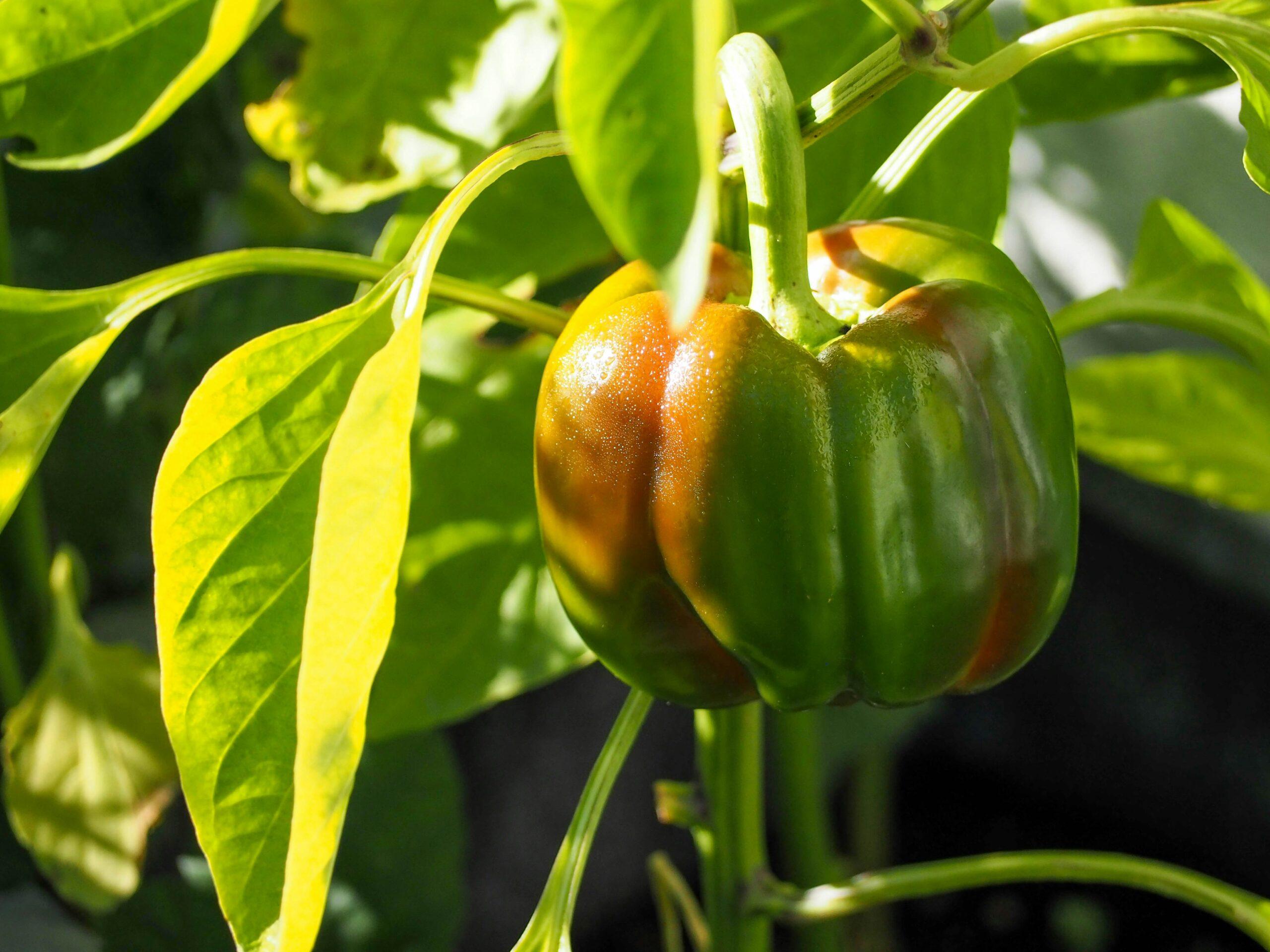 Poivrons au jardin : quand les maladies s’invitent au potager, sans ruiner la récolte